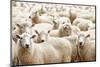 Herd of Sheep-DmitryP-Mounted Photographic Print