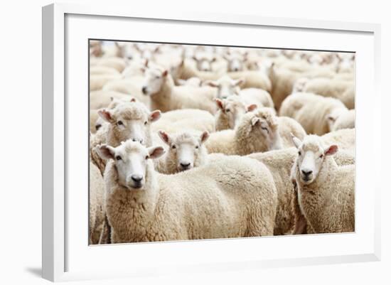 Herd of Sheep-DmitryP-Framed Photographic Print