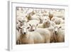 Herd of Sheep-DmitryP-Framed Photographic Print