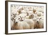 Herd of Sheep-DmitryP-Framed Photographic Print