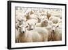 Herd of Sheep-DmitryP-Framed Photographic Print