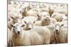 Herd of Sheep-DmitryP-Mounted Photographic Print