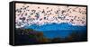 Herd of snow geese in flight, Soccoro, New Mexico, USA-Panoramic Images-Framed Stretched Canvas