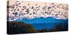 Herd of snow geese in flight, Soccoro, New Mexico, USA-Panoramic Images-Stretched Canvas