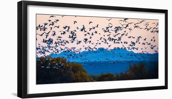 Herd of snow geese in flight, Soccoro, New Mexico, USA-Panoramic Images-Framed Photographic Print