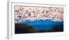 Herd of snow geese in flight, Soccoro, New Mexico, USA-Panoramic Images-Framed Photographic Print