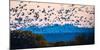 Herd of snow geese in flight, Soccoro, New Mexico, USA-Panoramic Images-Mounted Photographic Print