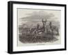 Herd of Spring-Boks-null-Framed Giclee Print