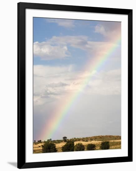 Herd of Springbok (Antidorcas Marsupialis) in Landscape, Kgalagadi Transfrontier Park, South Africa-Ann & Steve Toon-Framed Photographic Print