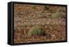 Herd of Springbok (Antidorcas Marsupialis), Namibia, Africa-Thorsten Milse-Framed Stretched Canvas