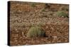 Herd of Springbok (Antidorcas Marsupialis), Namibia, Africa-Thorsten Milse-Stretched Canvas