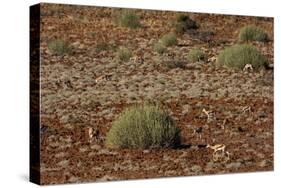 Herd of Springbok (Antidorcas Marsupialis), Namibia, Africa-Thorsten Milse-Stretched Canvas