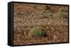 Herd of Springbok (Antidorcas Marsupialis), Namibia, Africa-Thorsten Milse-Framed Stretched Canvas