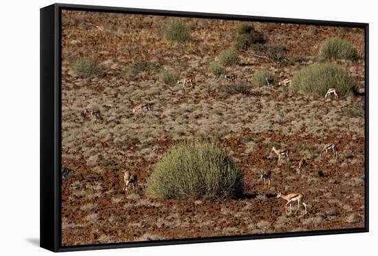 Herd of Springbok (Antidorcas Marsupialis), Namibia, Africa-Thorsten Milse-Framed Stretched Canvas