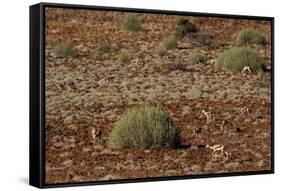 Herd of Springbok (Antidorcas Marsupialis), Namibia, Africa-Thorsten Milse-Framed Stretched Canvas