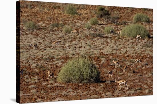 Herd of Springbok (Antidorcas Marsupialis), Namibia, Africa-Thorsten Milse-Stretched Canvas