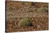 Herd of Springbok (Antidorcas Marsupialis), Namibia, Africa-Thorsten Milse-Stretched Canvas