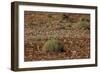 Herd of Springbok (Antidorcas Marsupialis), Namibia, Africa-Thorsten Milse-Framed Photographic Print