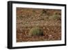 Herd of Springbok (Antidorcas Marsupialis), Namibia, Africa-Thorsten Milse-Framed Photographic Print