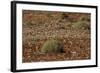 Herd of Springbok (Antidorcas Marsupialis), Namibia, Africa-Thorsten Milse-Framed Photographic Print