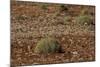 Herd of Springbok (Antidorcas Marsupialis), Namibia, Africa-Thorsten Milse-Mounted Photographic Print