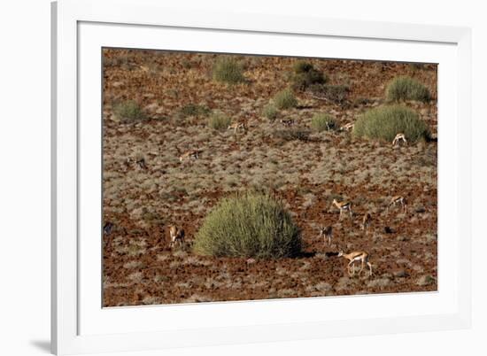 Herd of Springbok (Antidorcas Marsupialis), Namibia, Africa-Thorsten Milse-Framed Photographic Print