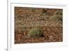 Herd of Springbok (Antidorcas Marsupialis), Namibia, Africa-Thorsten Milse-Framed Photographic Print