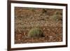 Herd of Springbok (Antidorcas Marsupialis), Namibia, Africa-Thorsten Milse-Framed Photographic Print