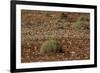 Herd of Springbok (Antidorcas Marsupialis), Namibia, Africa-Thorsten Milse-Framed Photographic Print