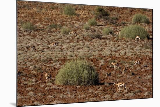 Herd of Springbok (Antidorcas Marsupialis), Namibia, Africa-Thorsten Milse-Mounted Photographic Print