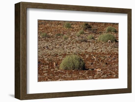 Herd of Springbok (Antidorcas Marsupialis), Namibia, Africa-Thorsten Milse-Framed Photographic Print