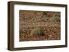 Herd of Springbok (Antidorcas Marsupialis), Namibia, Africa-Thorsten Milse-Framed Photographic Print