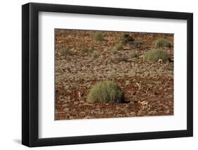 Herd of Springbok (Antidorcas Marsupialis), Namibia, Africa-Thorsten Milse-Framed Photographic Print