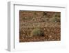 Herd of Springbok (Antidorcas Marsupialis), Namibia, Africa-Thorsten Milse-Framed Photographic Print