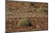 Herd of Springbok (Antidorcas Marsupialis), Namibia, Africa-Thorsten Milse-Mounted Photographic Print