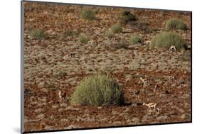 Herd of Springbok (Antidorcas Marsupialis), Namibia, Africa-Thorsten Milse-Mounted Photographic Print