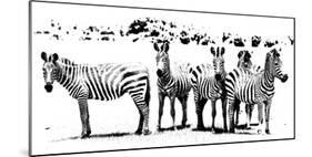 Herd of Stripes-null-Mounted Giclee Print