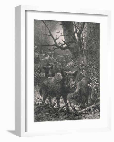 Herd of Wild Boar Wander Through the Woods-Specht-Framed Photographic Print