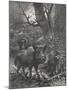 Herd of Wild Boar Wander Through the Woods-Specht-Mounted Photographic Print