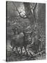 Herd of Wild Boar Wander Through the Woods-Specht-Stretched Canvas