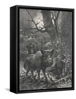 Herd of Wild Boar Wander Through the Woods-Specht-Framed Stretched Canvas
