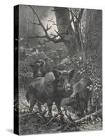 Herd of Wild Boar Wander Through the Woods-Specht-Stretched Canvas