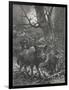 Herd of Wild Boar Wander Through the Woods-Specht-Framed Photographic Print