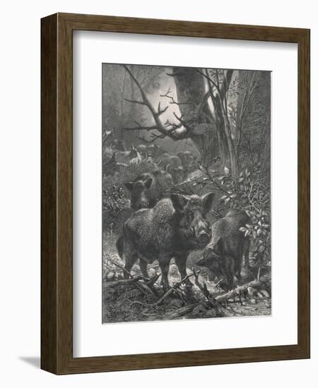 Herd of Wild Boar Wander Through the Woods-Specht-Framed Photographic Print