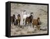 Herd of Wild Horses, Cantering Across Sagebrush-Steppe, Adobe Town, Wyoming, USA-Carol Walker-Framed Stretched Canvas