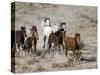 Herd of Wild Horses, Cantering Across Sagebrush-Steppe, Adobe Town, Wyoming, USA-Carol Walker-Stretched Canvas