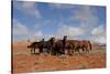 Herd of Wild Horses in Red Rock Country of Wyoming, USA-Lynn M^ Stone-Stretched Canvas