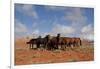 Herd of Wild Horses in Red Rock Country of Wyoming, USA-Lynn M^ Stone-Framed Photographic Print