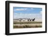 Herd of wild Onaqui horses trotting in dust, USA-Kristel Richard-Framed Photographic Print