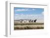 Herd of wild Onaqui horses trotting in dust, USA-Kristel Richard-Framed Photographic Print